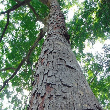 cây lim xanh trưởng thành 