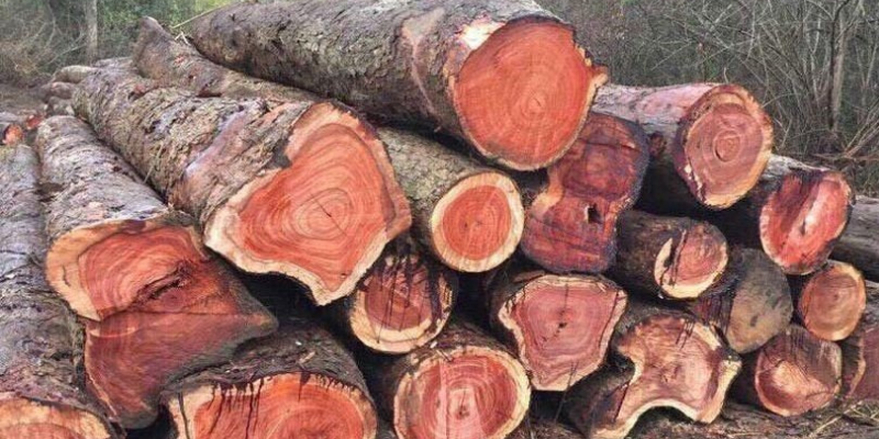gỗ giáng hương được khai thác 1