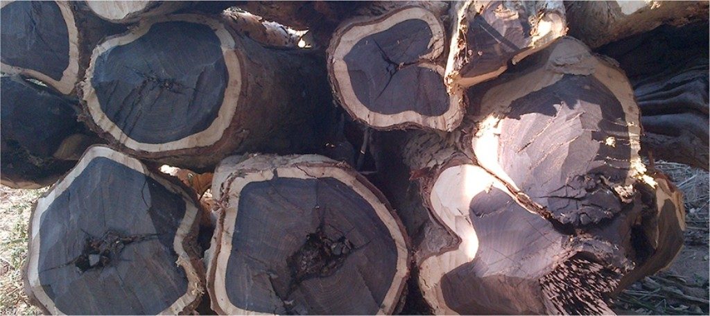 gỗ mun đen được khai thác