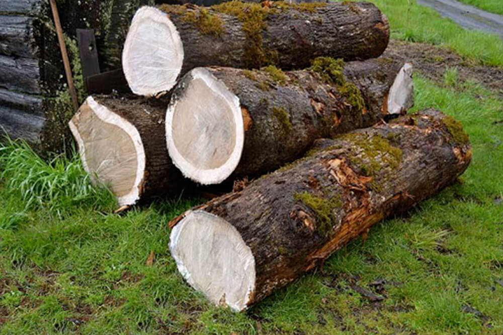 gỗ sồi mỹ - gỗ nguyên liệu